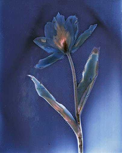 Untitled - Sarah Darke