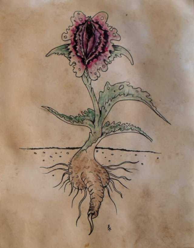 The Hermaphrodites Lilly. - Robin Stevenson