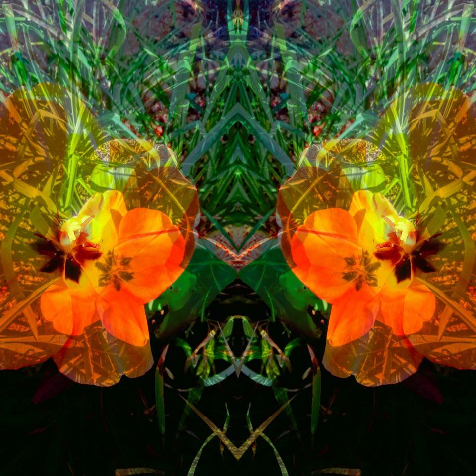 The magic of tulips 🌷 - Josie Seydel