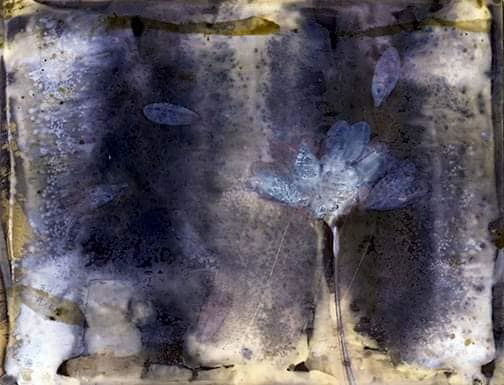 Untitled - Sarah Darke