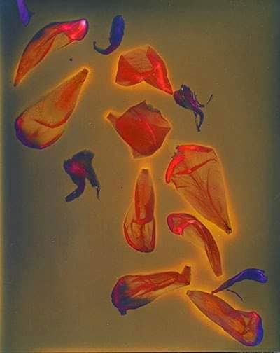 Untitled - Sarah Darke