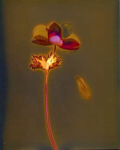 Untitled - Sarah Darke