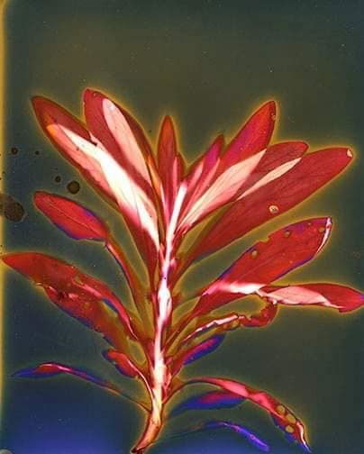 Untitled - Sarah Darke
