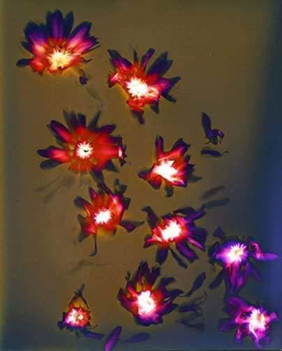 Untitled - Sarah Darke