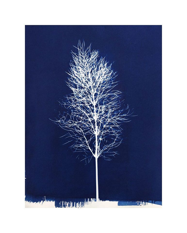 Lone tree. - Robin Jones