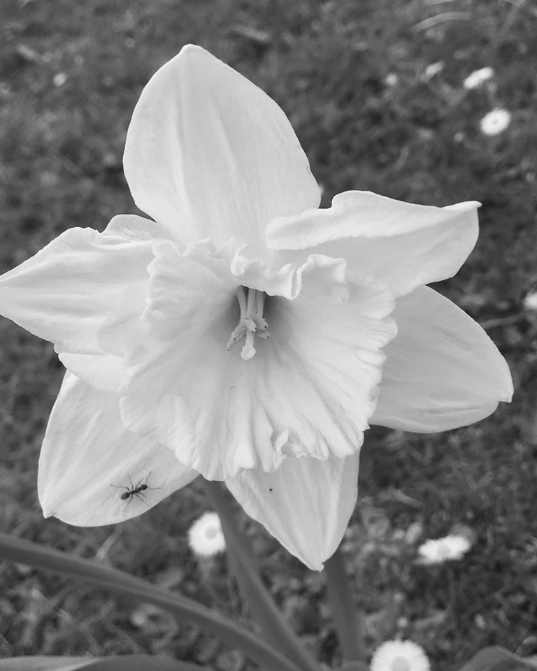 Nature keeping on keeping on. - Lauren Ashley-Irvine