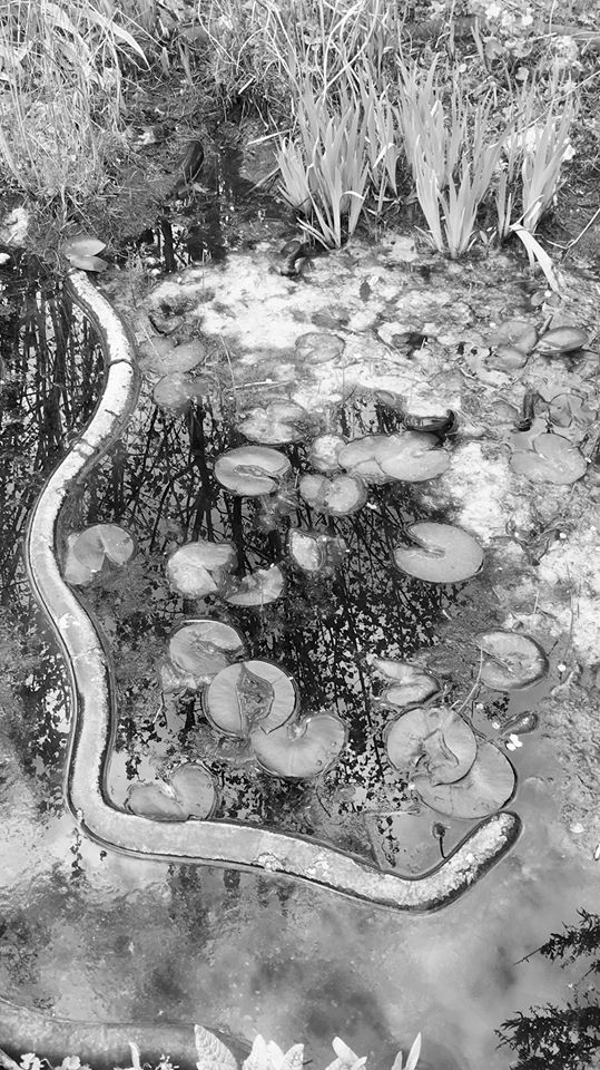 Nature keeping on keeping on. - Lauren Ashley-Irvine