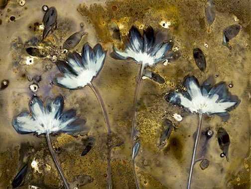 Untitled - Sarah Darke