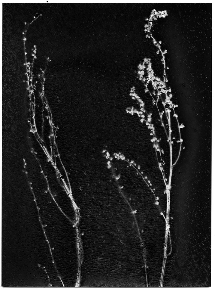 "Petits riens" - elizerman Photography