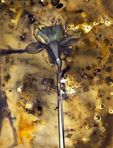 Untitled - Sarah Darke