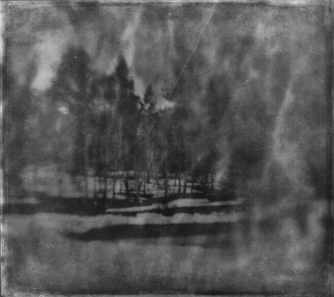Trees.... - Diane Peterson