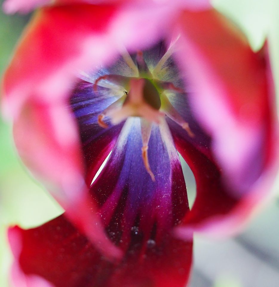Tulip - Annabel Hill