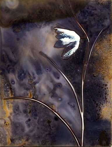 Untitled - Sarah Darke