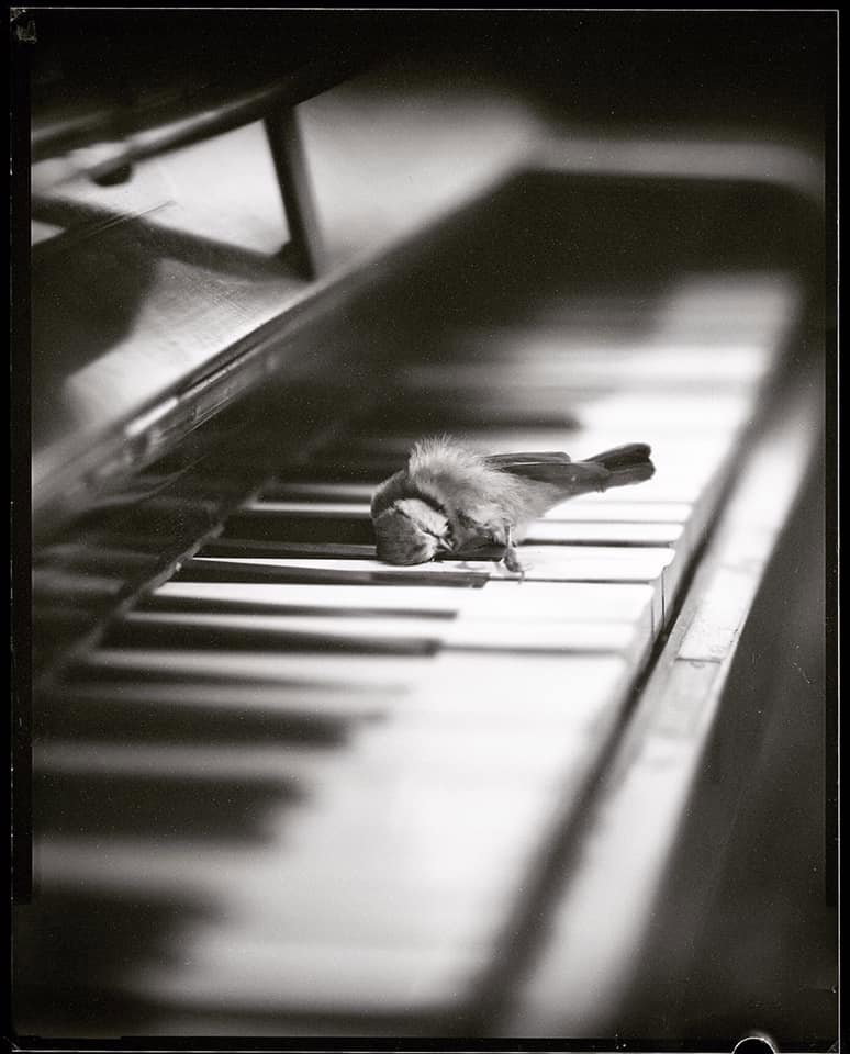 Volume for this little soul ... Dave Shrimpton