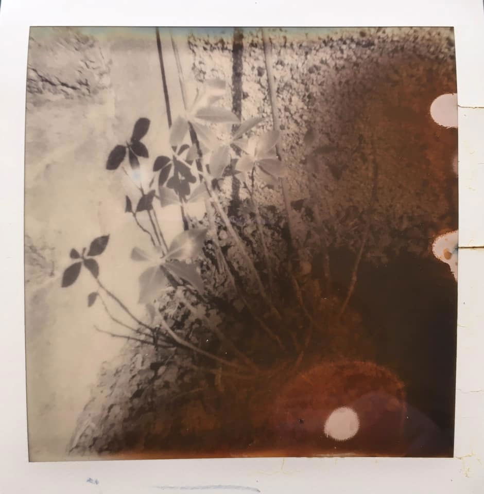 Untitled - Ingrid Budge