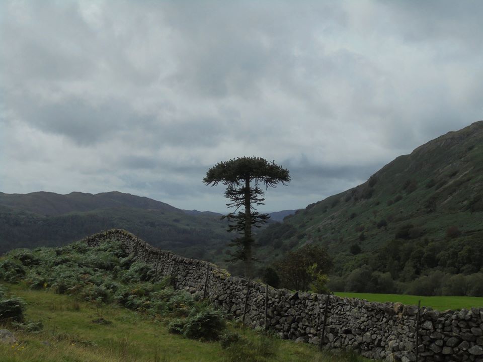 Lonesome Pine,  - Niall Butterfelt