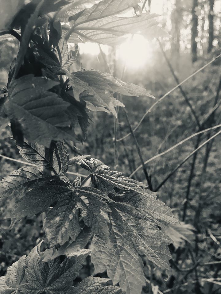 Evening wanderings. No people. - Lauren Ashley-Irvine