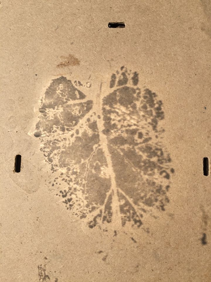 Dock leaf - Toby Vandevelde