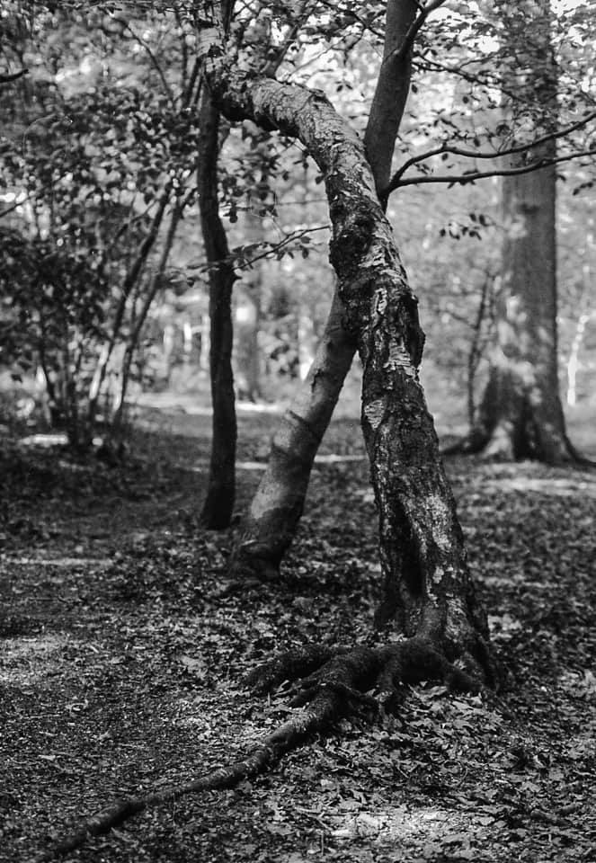 Untitled - Mereith Wilson