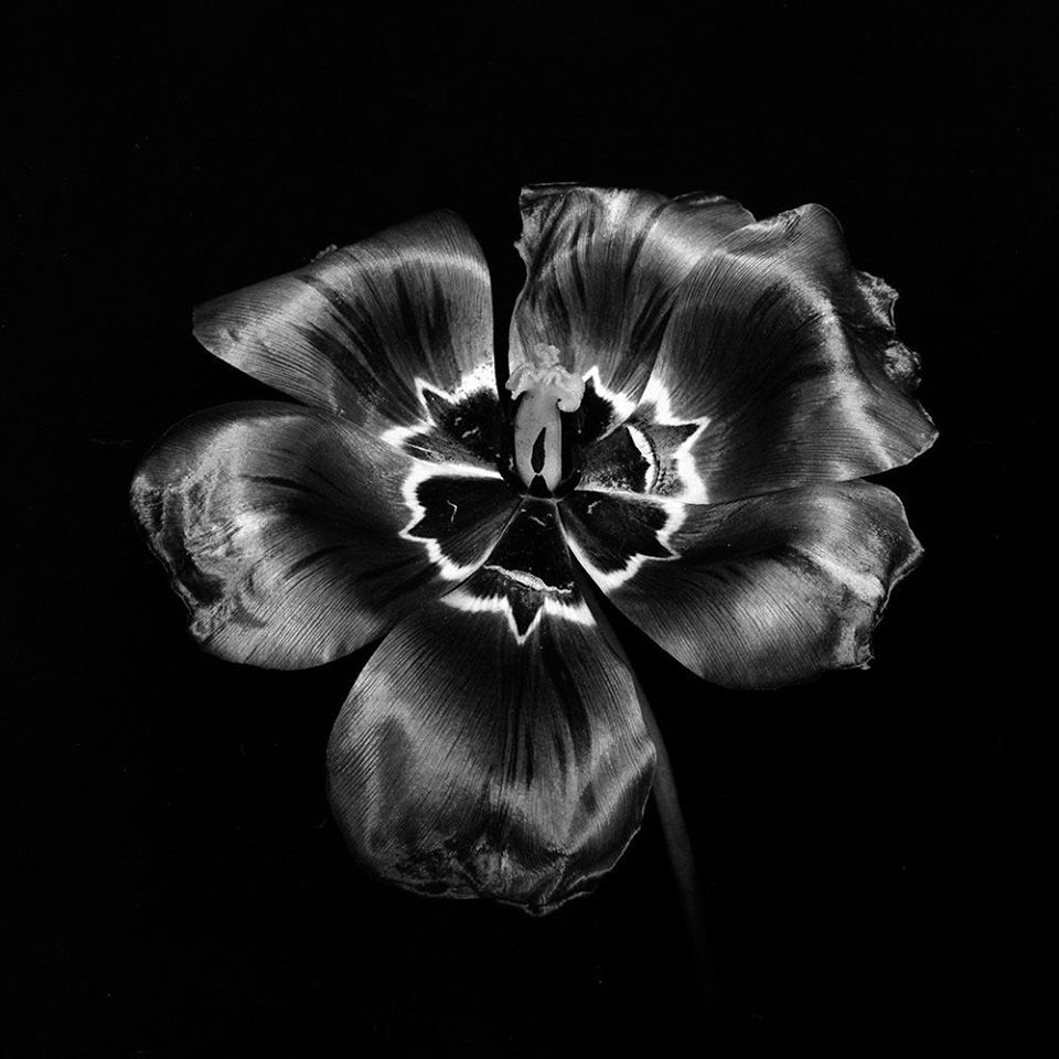 Untitled - Ksenija Spanec