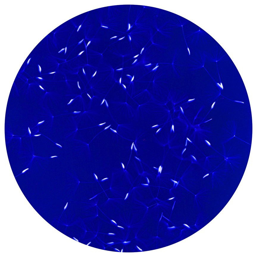 Lumen Seeds 1 - Tony Richards