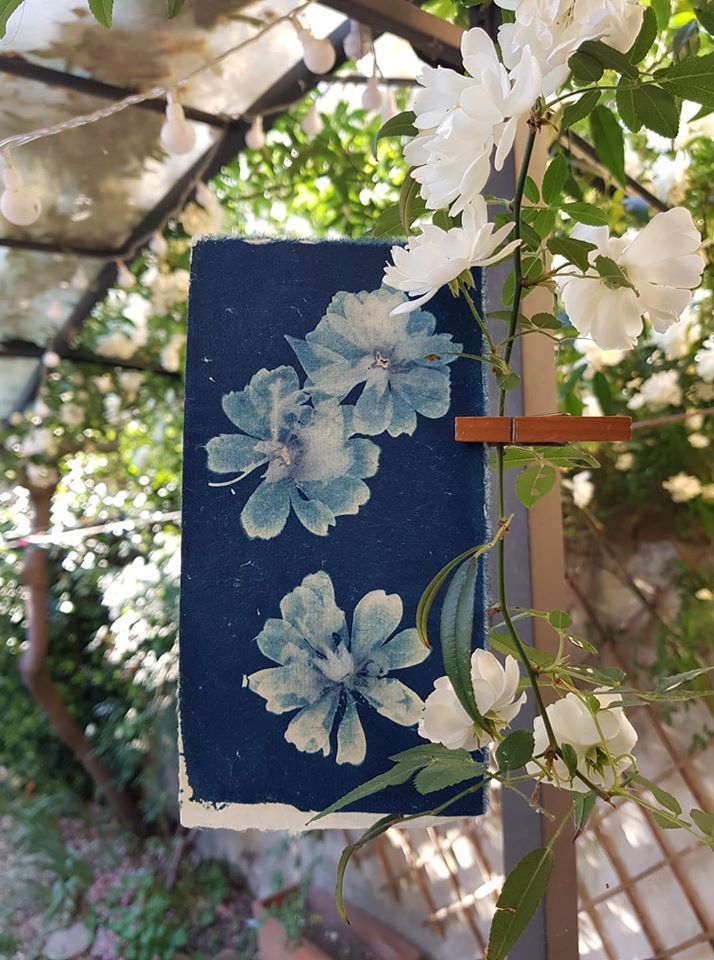 Banskiae roses - Barbara Cattaneo