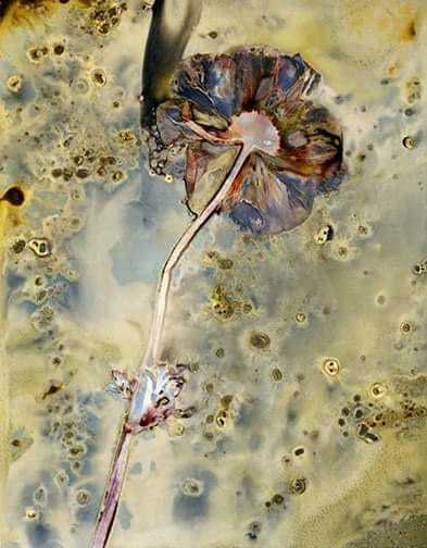 Untitled - Sarah Darke