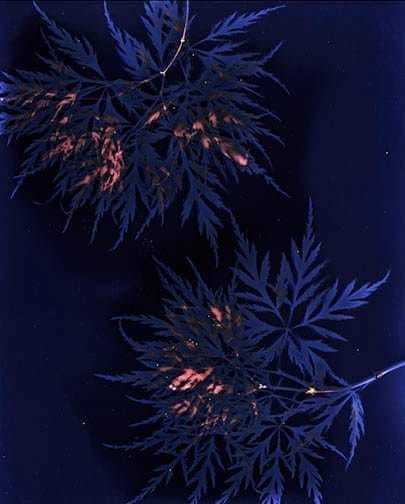 Untitled - Sarah Darke