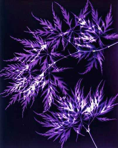 Untitled - Sarah Darke