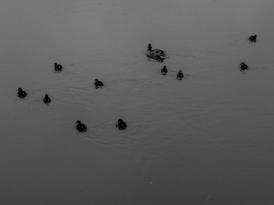 Today's social distancing dog walk. - Toby Vandevelde