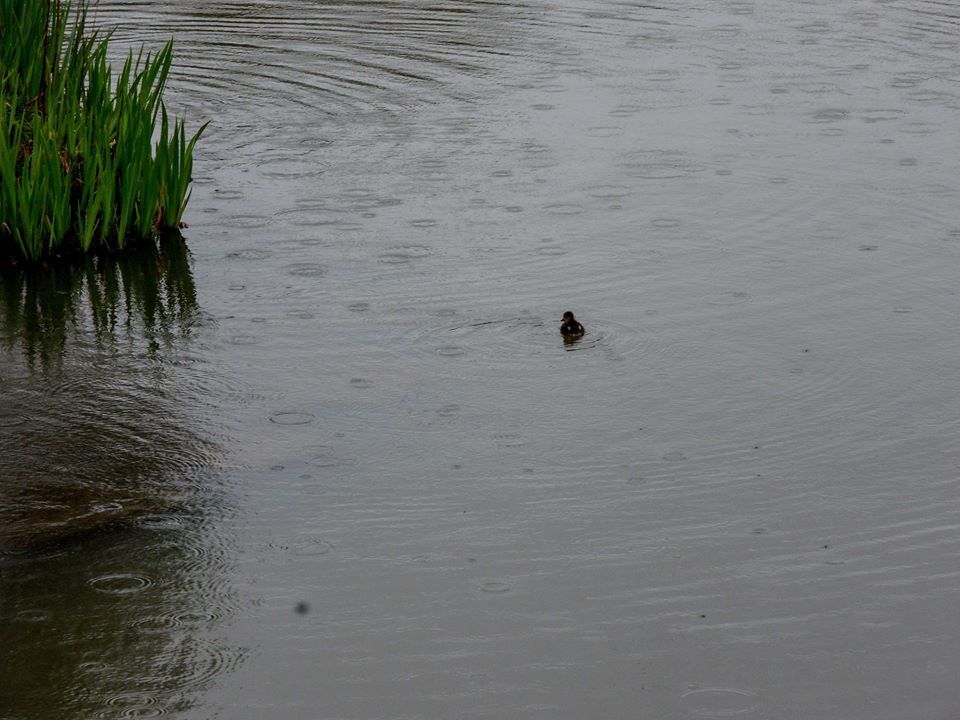 Today's social distancing dog walk. - Toby Vandevelde