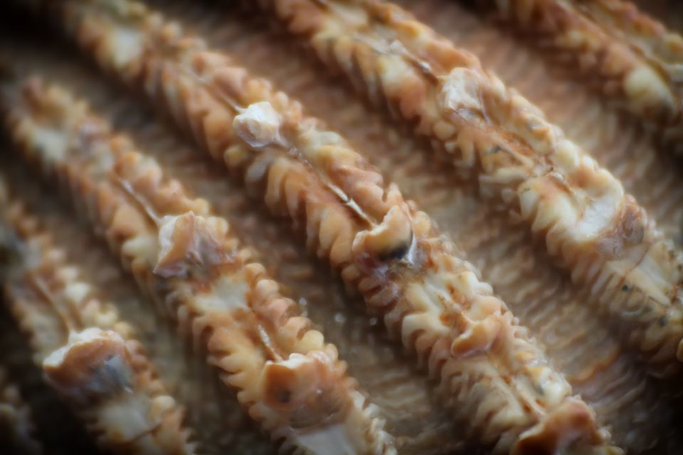 Sea shell - Emma Wheeler