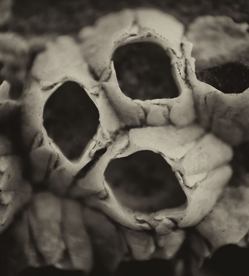 Barnacle face - Emma Wheeler