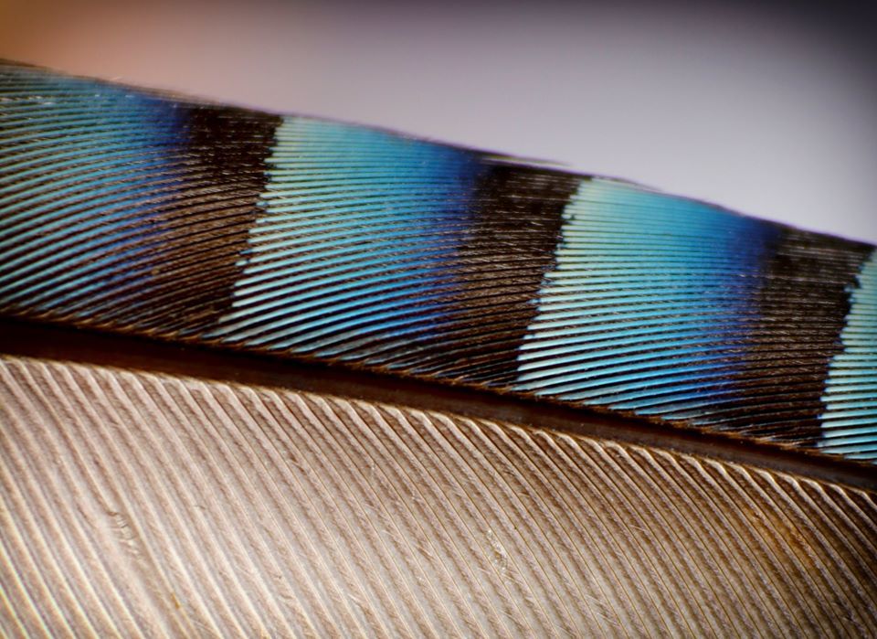 Jay's feather - Emma Wheeler