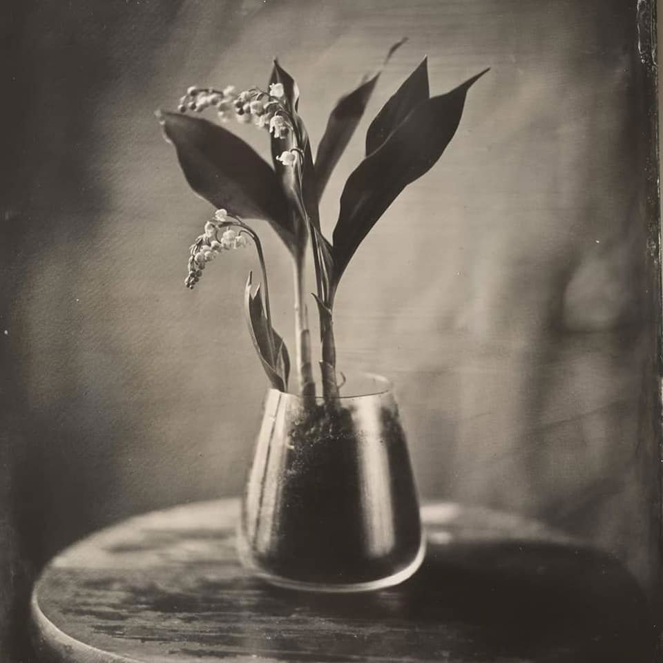 Untitled - Ding Gerous - MAYFLOWER. One more victim of the lockdown is the beautiful French tradition of offering 'Muguet' to celebrate the first of May or Labor Day. Made several plates of it today to share with you all.
Be well.
13x18cm Bohemian black glass ambrotype, Thorton Pickard camera with a no name petzval lens.