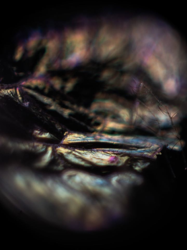 Untitled - Isabel Curdes