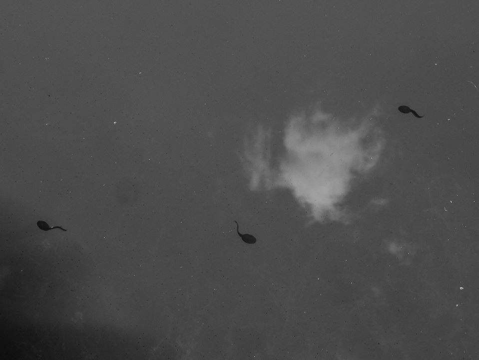 The tadpoles are out. - Toby Vandevelde