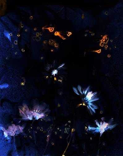 Chrysanthemums - Sarah Darke