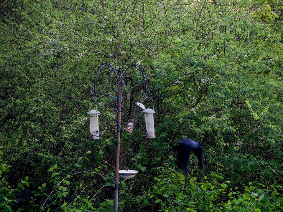 And the Jackdaw flew. - Toby Vandevelde