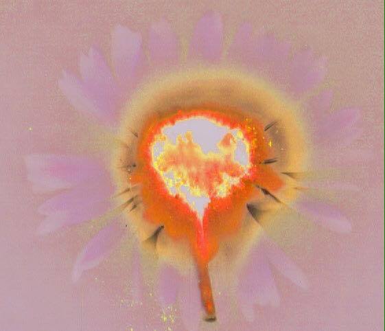 Daisy - Helen Billington