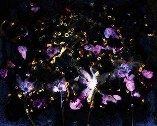 Chrysanthemums - Sarah Darke