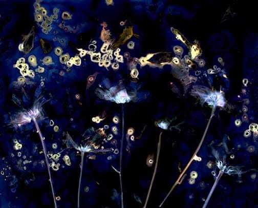 Chrysanthemums - Sarah Darke
