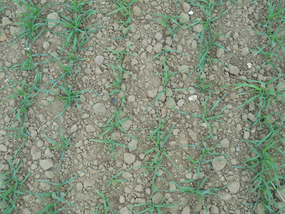 Lockdown walk. Agriculture. - Niall Butterfelt