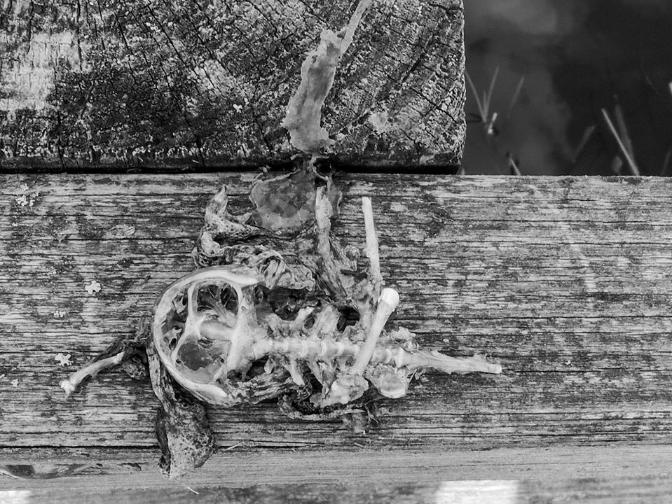 Frog skeleton. - Toby Vandevelde