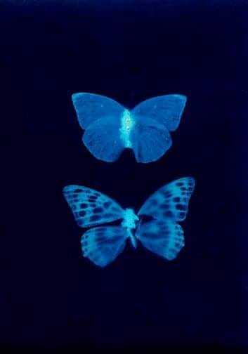 Untitled - Sarah Darke