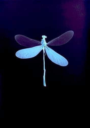 Dragonfly - Sarah Darke