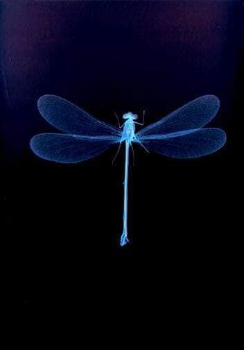 Dragonfly - Sarah Darke