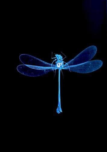Dragonfly - Sarah Darke