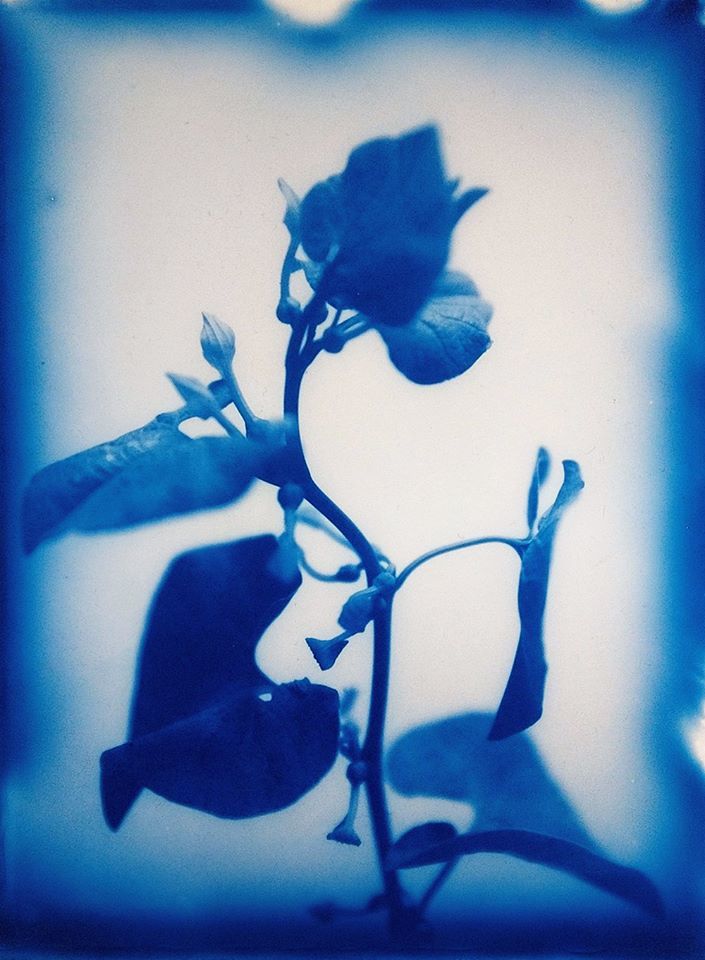 Untitled - Aline Heau