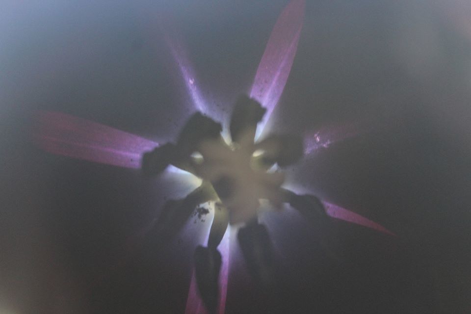 Untitled - Bob Peters